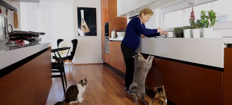 Crafting Happiness Designer Dog and Cat Supplies for the Creative Pet Owner